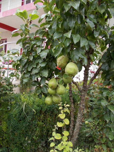  - Flori si trandafiri 2019c- 3