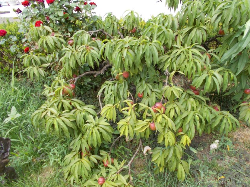  - Flori si trandafiri 2019c- 3