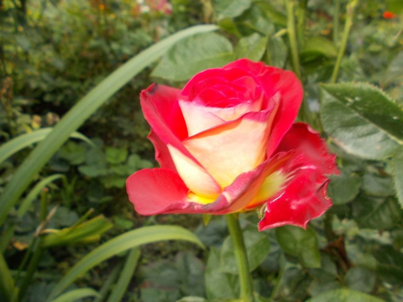  - Flori si trandafiri 2019c- 3