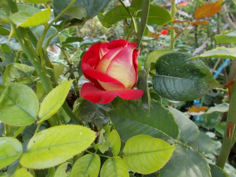  - Flori si trandafiri 2019c- 3