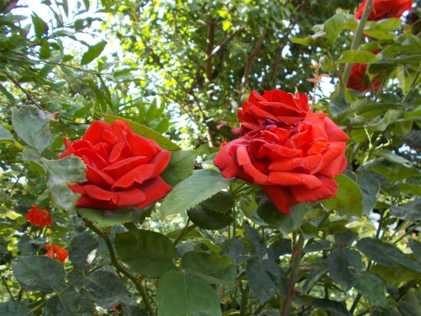 - Flori si trandafiri 2019c- 3