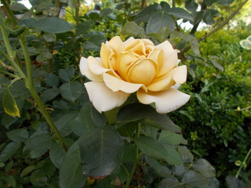  - Flori si trandafiri 2019c- 3