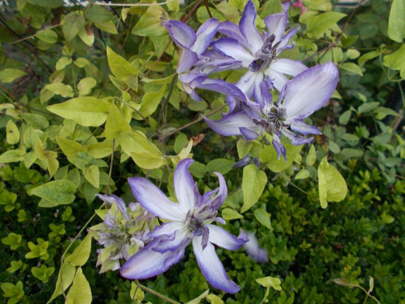  - Flori si trandafiri 2019c- 3