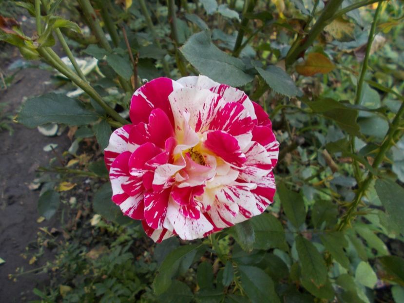  - Flori si trandafiri 2019c- 3