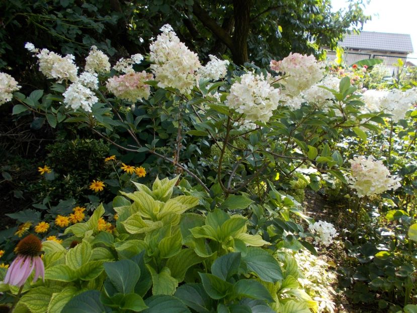  - Flori si trandafiri 2019c- 3