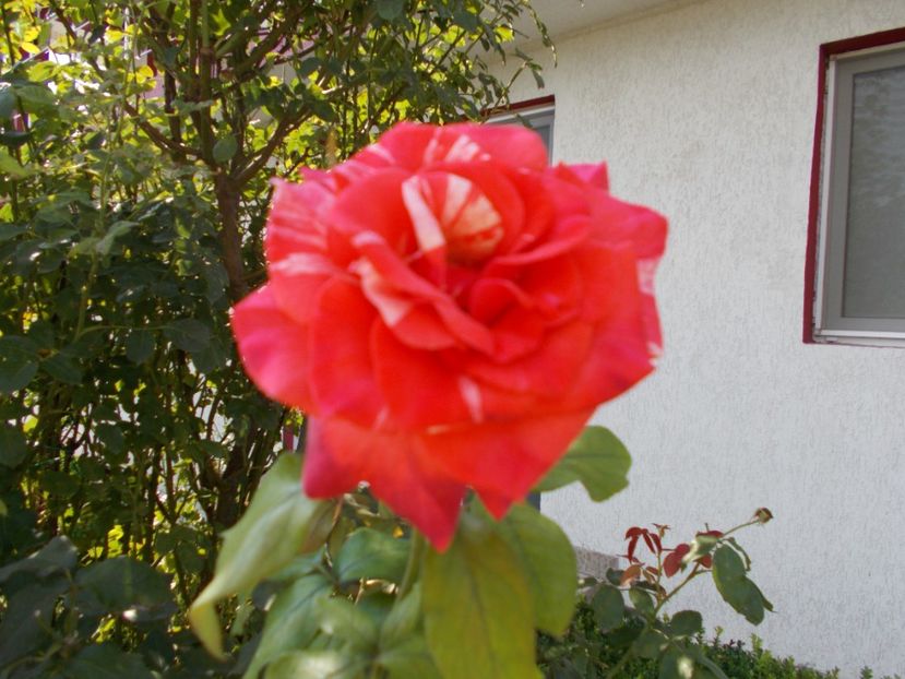  - Flori si trandafiri 2019c- 3