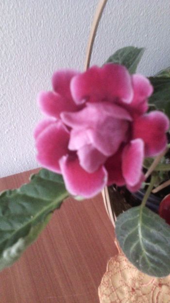  - 1GLOXINIA-2018- 2021