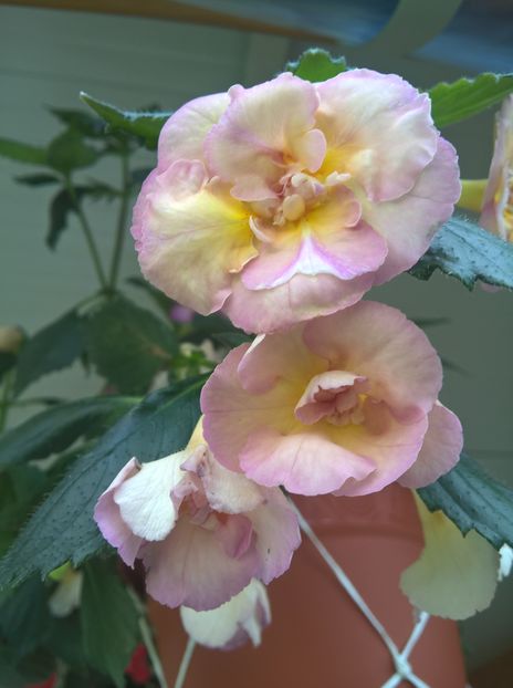  - Yellow English Rose