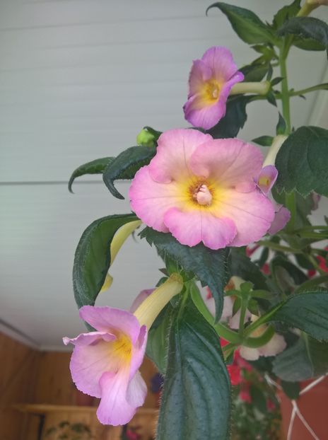  - Yellow English Rose