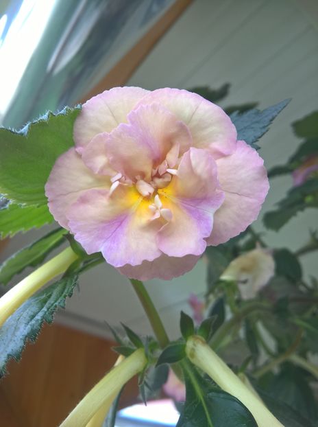  - Yellow English Rose