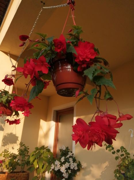  - Begonii curgatoare