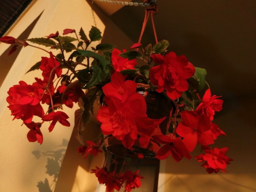  - Begonii curgatoare