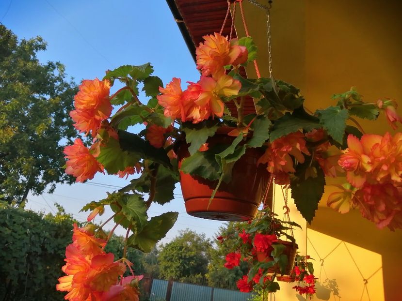  - Begonii curgatoare