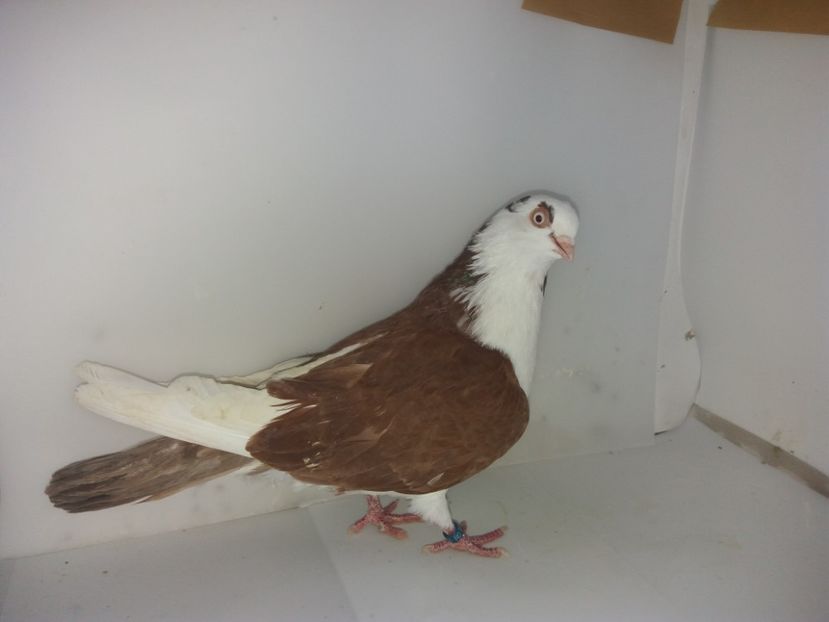 femelă  2018   ȘOIM - 00001 porumbei dragi mie arhivă