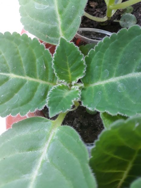  - Gloxinia din seminte