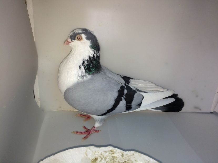 7065  mascul  2018    ULIU - 00001 porumbei dragi mie arhivă