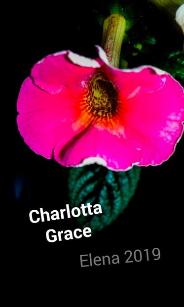 9: Charlota Grace - 2019 - ACHIMENES