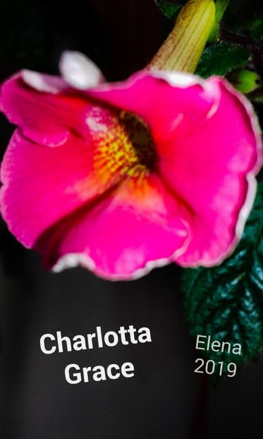 9: Charlotta Grace - 2019 - ACHIMENES