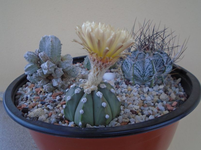 Astrophytum asterias - Cactusi 2019 bis
