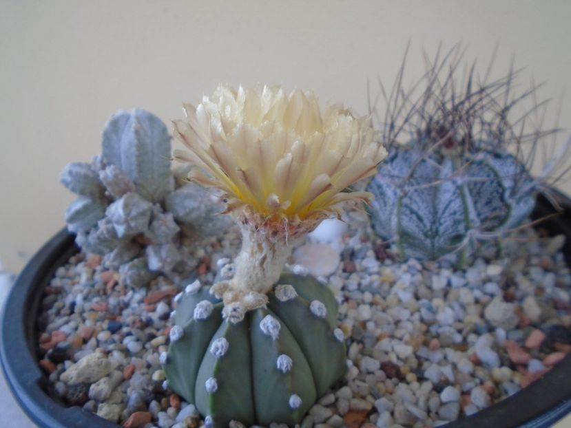 Astrophytum asterias - Cactusi 2019 bis