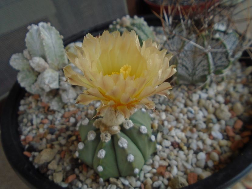 Astrophytum asterias - Cactusi 2019 bis