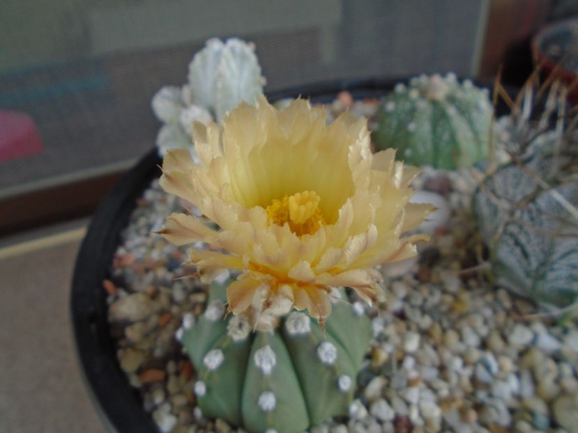 Astrophytum asterias - Cactusi 2019 bis