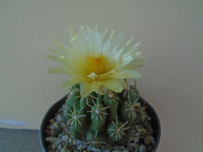 Thelocactus leucacanthus - Cactusi 2019 bis