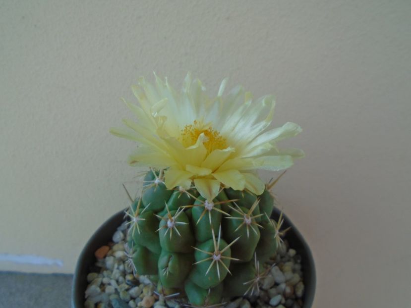 Thelocactus leucacanthus - Cactusi 2019 bis