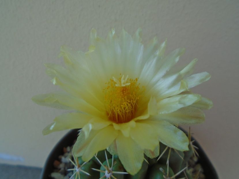 Thelocactus leucacanthus - Cactusi 2019 bis