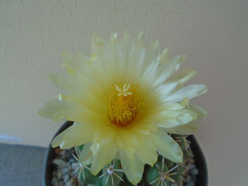 Thelocactus leucacanthus - Cactusi 2019 bis