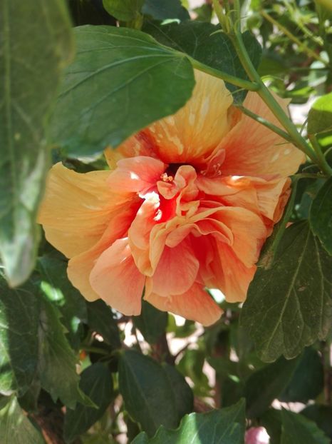 Apricot - Hibiscus 2