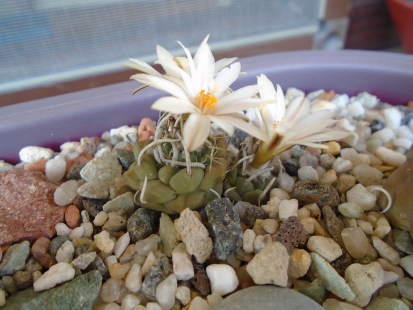 Turbinicarpus klinkerianus - Cactusi 2019 bis