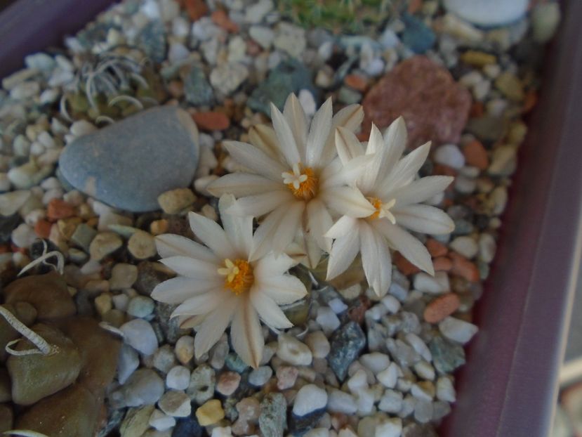 Turbinicarpus klinkerianus - Cactusi 2019 bis