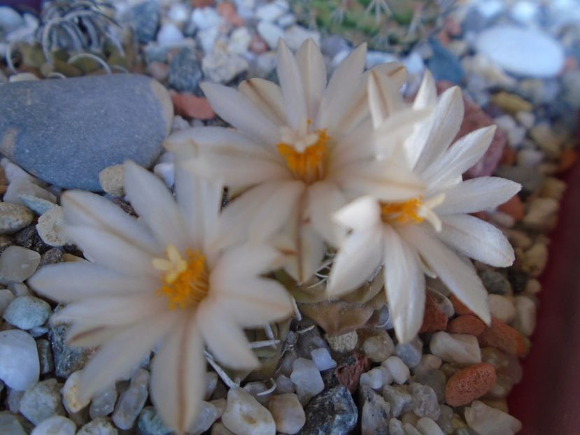 Turbinicarpus klinkerianus - Cactusi 2019 bis