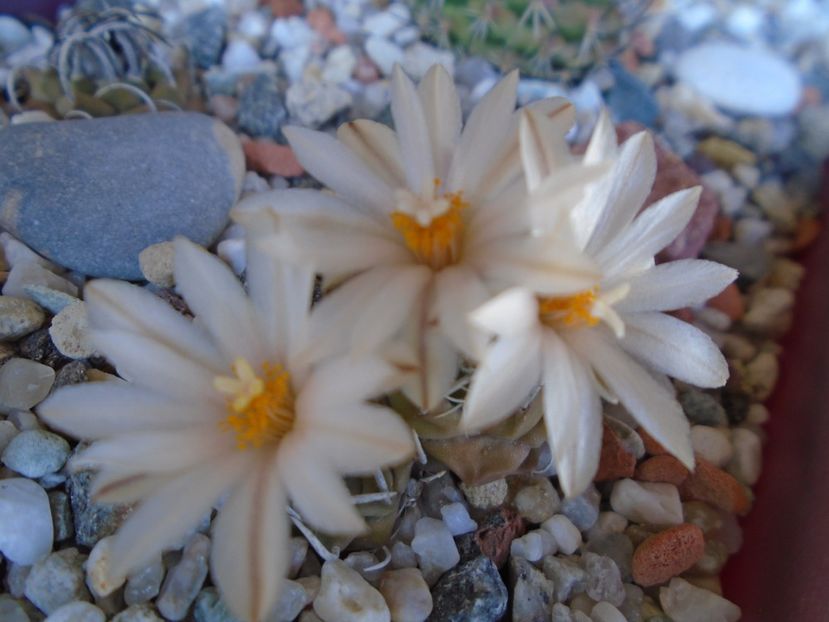 Turbinicarpus klinkerianus - Cactusi 2019 bis