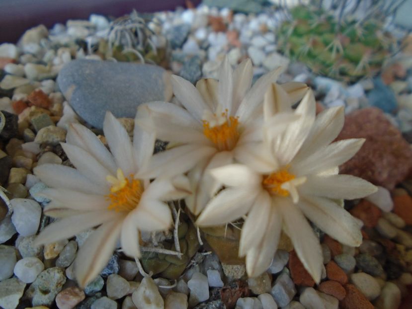 Turbinicarpus klinkerianus - Cactusi 2019 bis