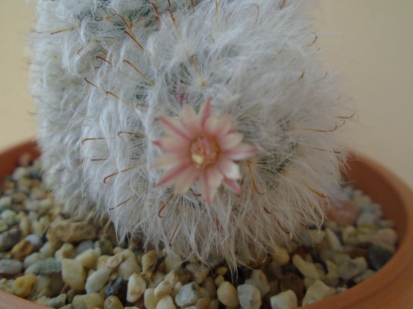 Mammillaria bocasana cv. multilanata - Cactusi 2019 bis