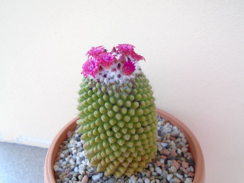 Mammillaria polythele cv. Stachellos - Cactusi 2019 bis