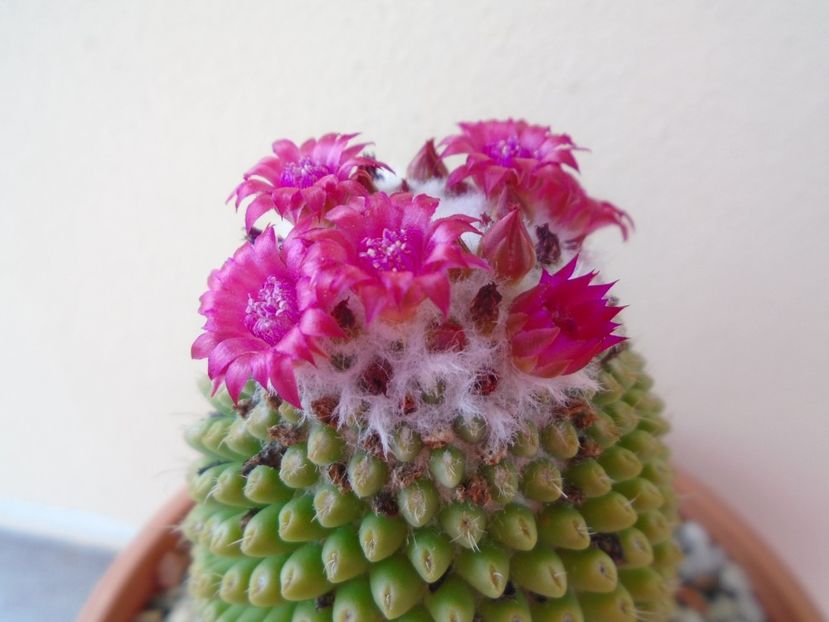 Mammillaria polythele cv. Stachellos - Cactusi 2019 bis