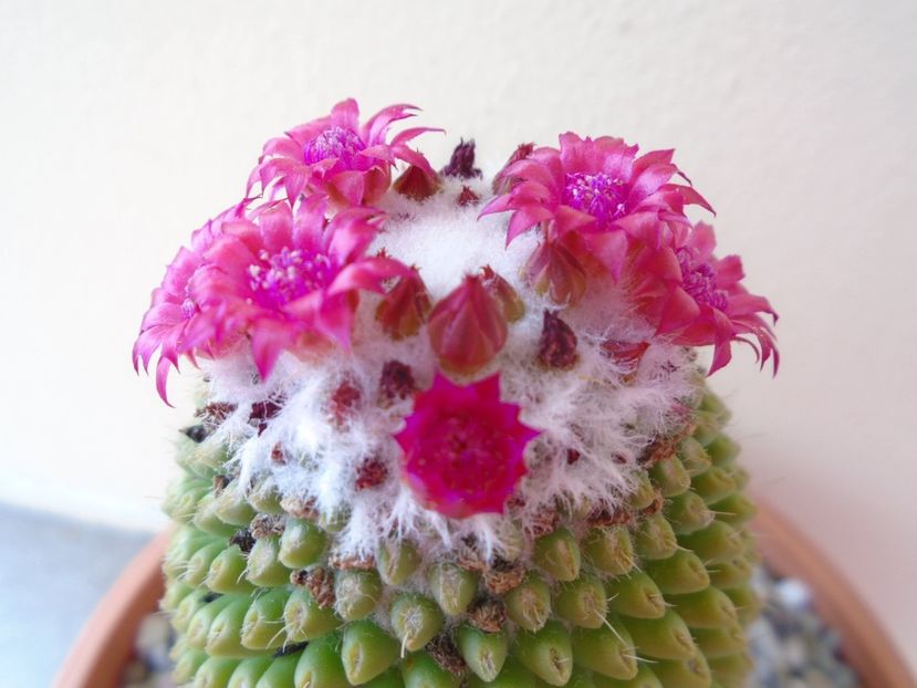 Mammillaria polythele cv. Stachellos - Cactusi 2019 bis
