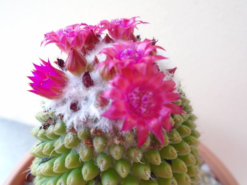 Mammillaria polythele cv. Stachellos - Cactusi 2019 bis
