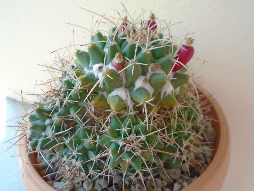 Mammillaria compressa - Cactusi 2019 bis