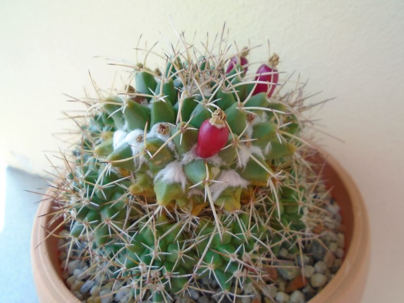 Mammillaria compressa - Cactusi 2019 bis