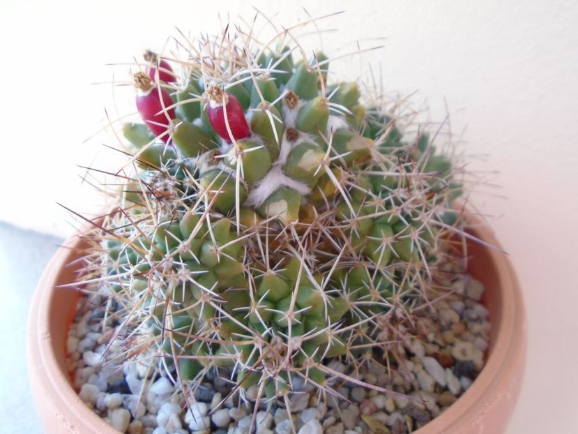 Mammillaria compressa - Cactusi 2019 bis