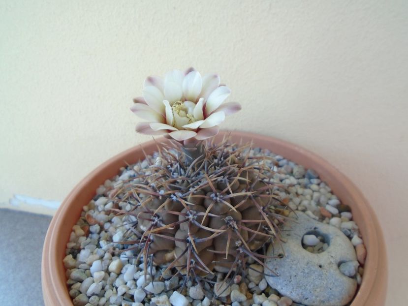 Gymnocalycium ochoterenae v. cinereum - Cactusi 2019 Gymnocalycium