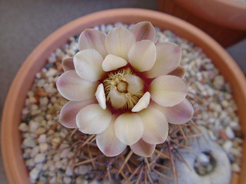 Gymnocalycium ochoterenae v. cinereum - Cactusi 2019 Gymnocalycium
