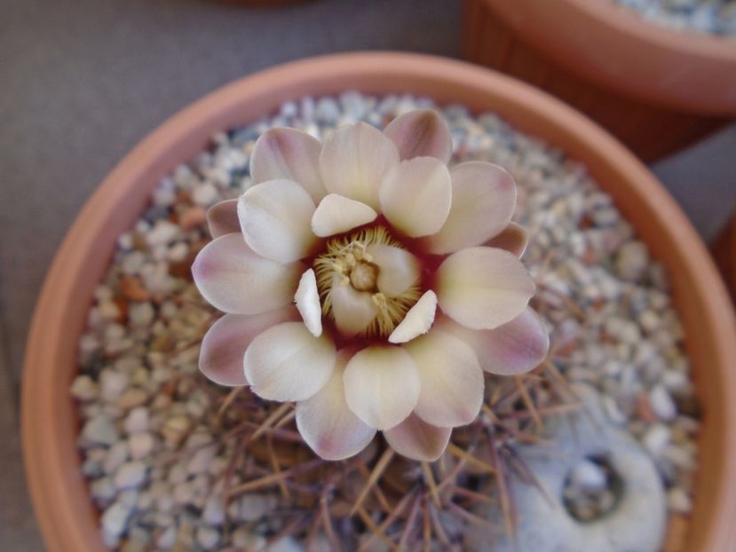 Gymnocalycium ochoterenae v. cinereum - Cactusi 2019 Gymnocalycium