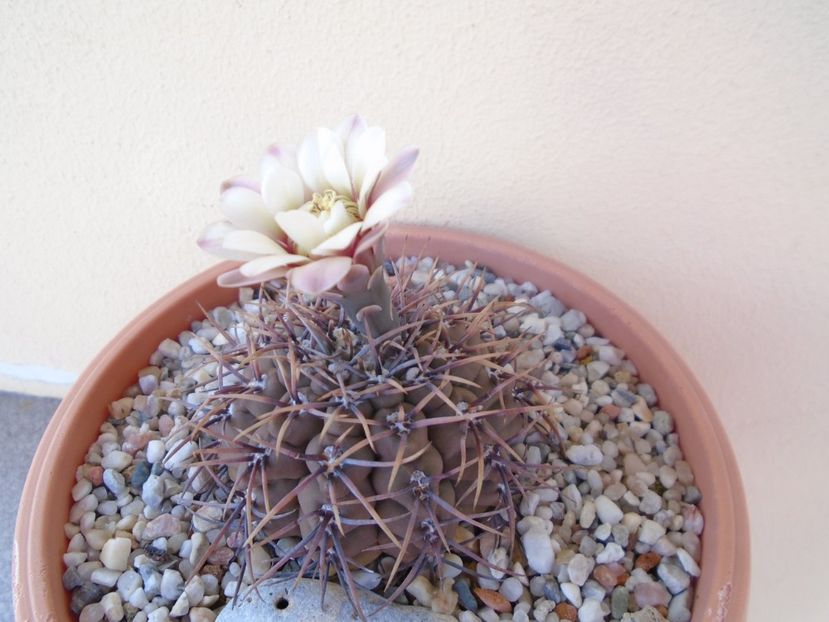Gymnocalycium ochoterenae v. cinereum - Cactusi 2019 Gymnocalycium