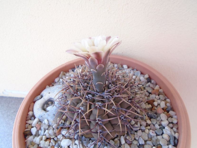 Gymnocalycium ochoterenae v cinereum - Cactusi 2019 Gymnocalycium