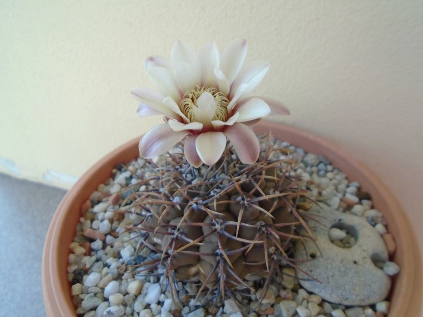 Gymnocalycium ochoterenae v. cinereum - Cactusi 2019 Gymnocalycium